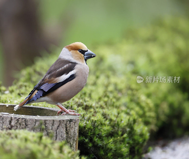 山雀（Coccothraustes coccothraustes）国际象棋